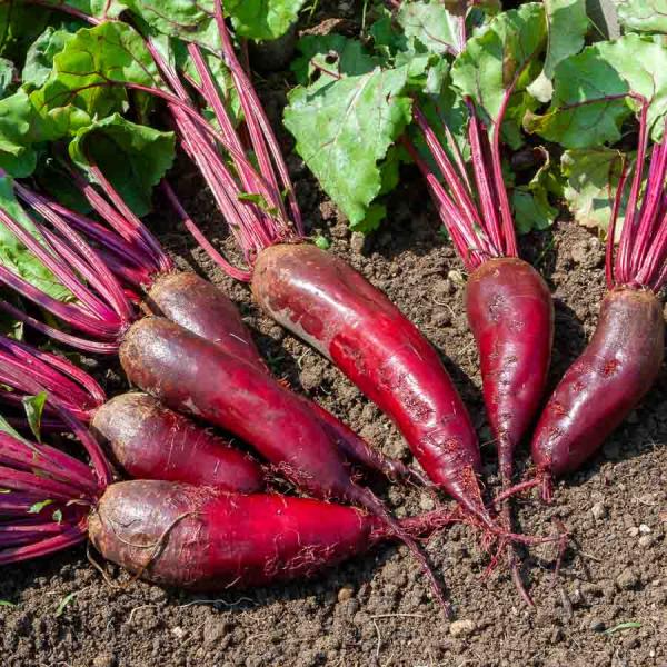 Potagères - Betterave Potagère Cylindra - BIO - face recto